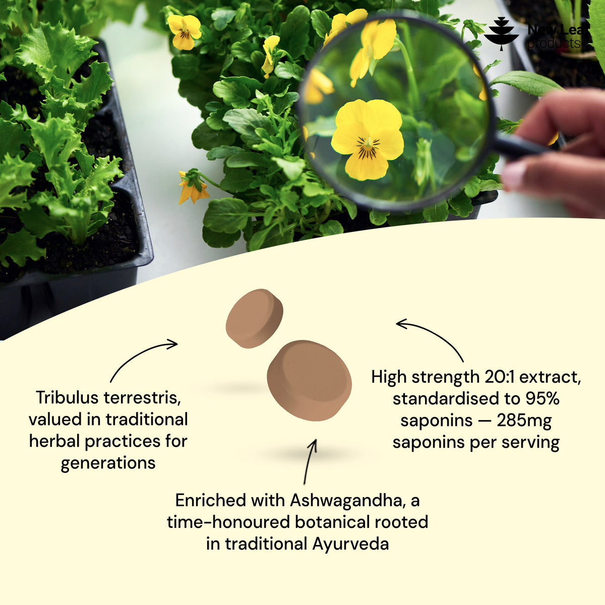 Tribulus Terrestris + Ashwagandha | 120 Tablets